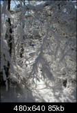 Dense snow-covered woods