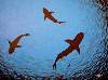 Sharks