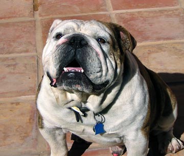 bulldog