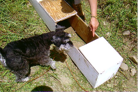 Baxter has participated in the IQ level in 2 earthdog trials