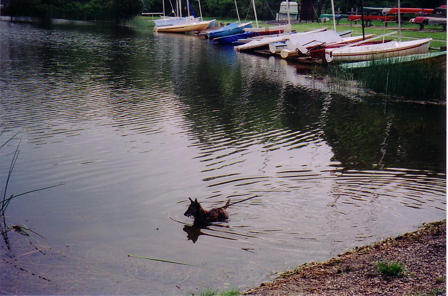 Cedric caught and ate a small fish moments after this photo was taken.