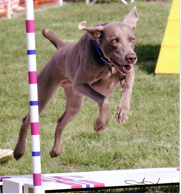 Charlie is the first of his breed to earn the ARCHX title.