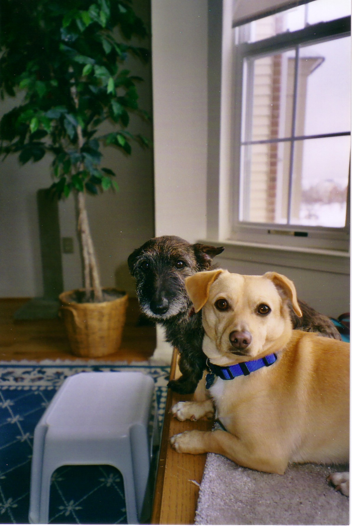 Dino & Cedric at home