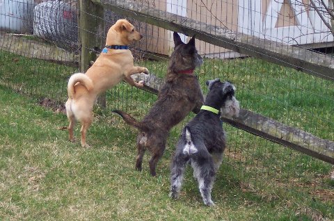 Better than a security system, perhaps we should rent out these guys for a fee !