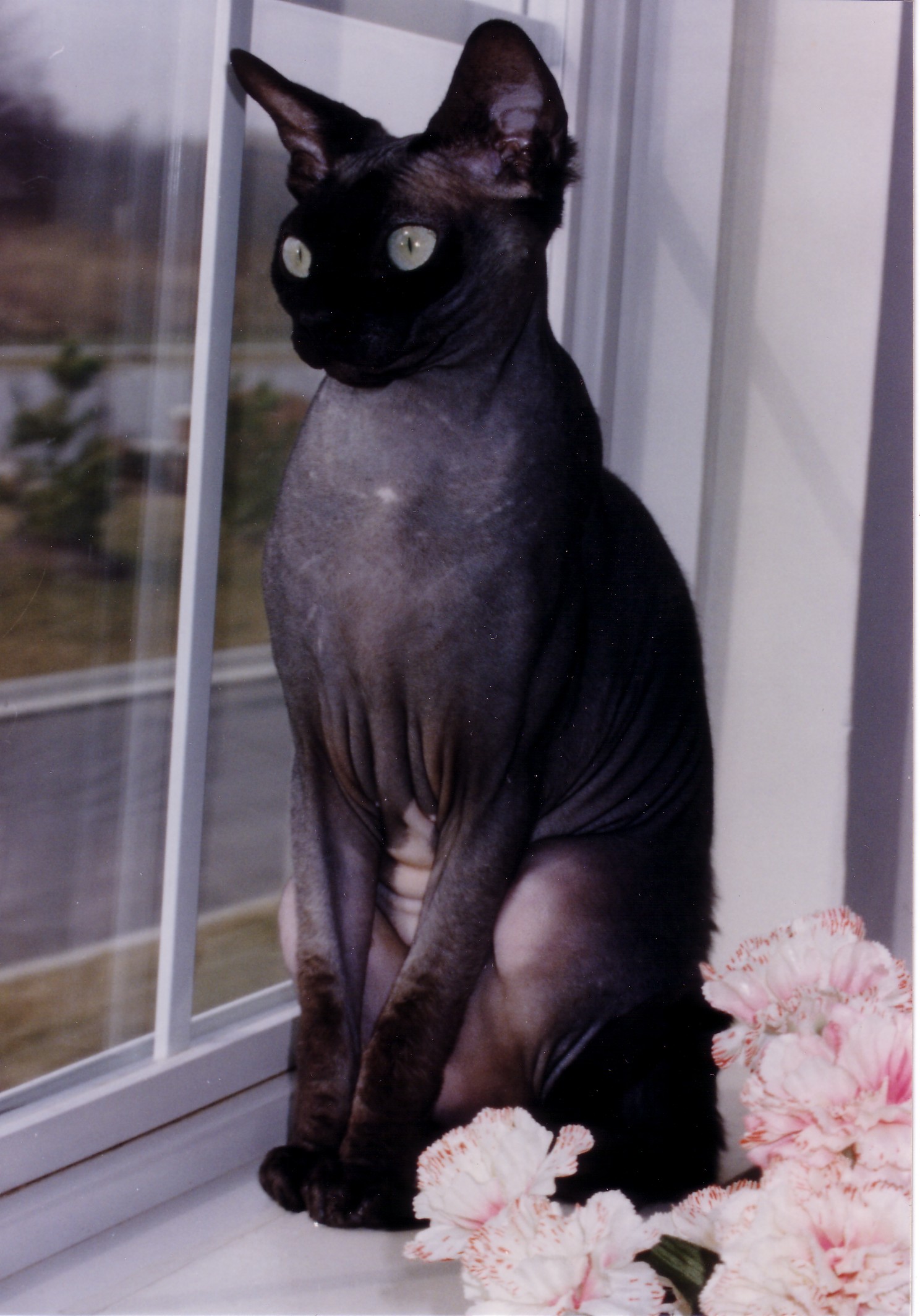 Her registered name is Jinjorbred's Pearly Mae Bailey