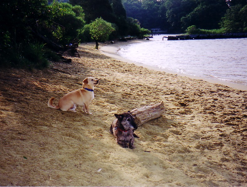 Waves, sand, and sun make this an ideal place for curious canines.