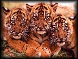 tiger family