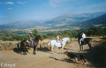 Caballos dociles.