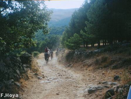 Caballos dociles.