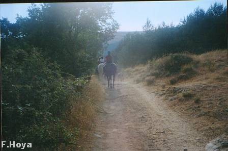 Caballos dociles.
