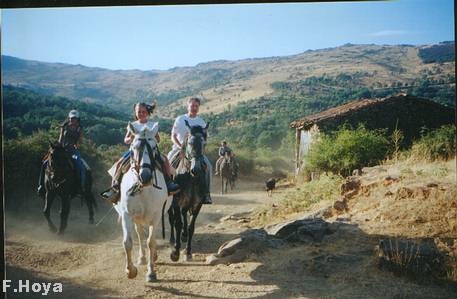 Caballos dociles.
