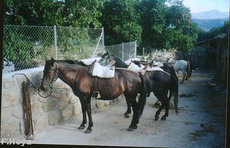 Caballos dociles.