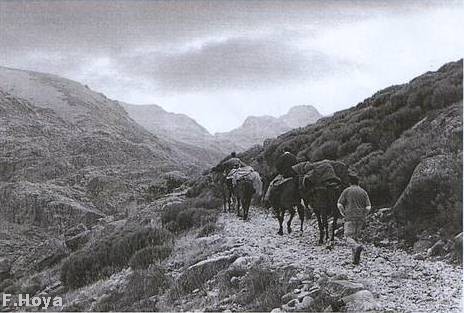 Caballos dociles.