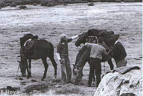 Caballos dociles.