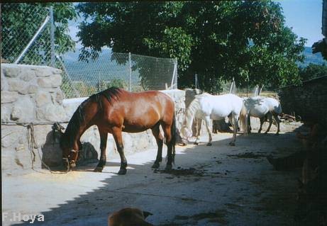 Caballos dociles.