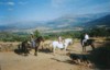 Caballos dociles.
