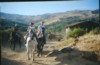 Caballos dociles.
