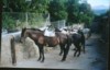Caballos dociles.