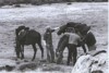 Caballos dociles.