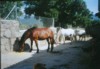 Caballos dociles.