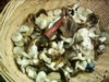 Claves basicas morfologicas de Setas