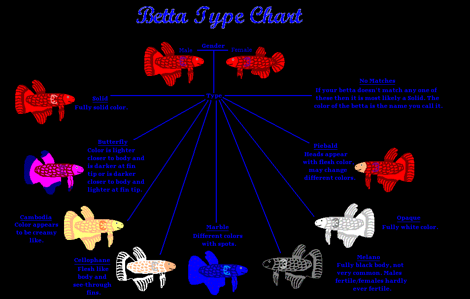 Betta Types