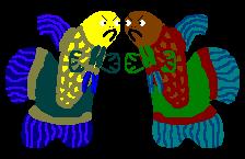 Two male Bettas fighting