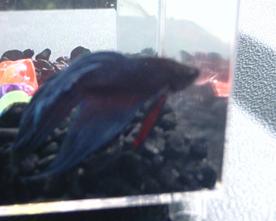 Hello! My name is Mr. Jiggyfly