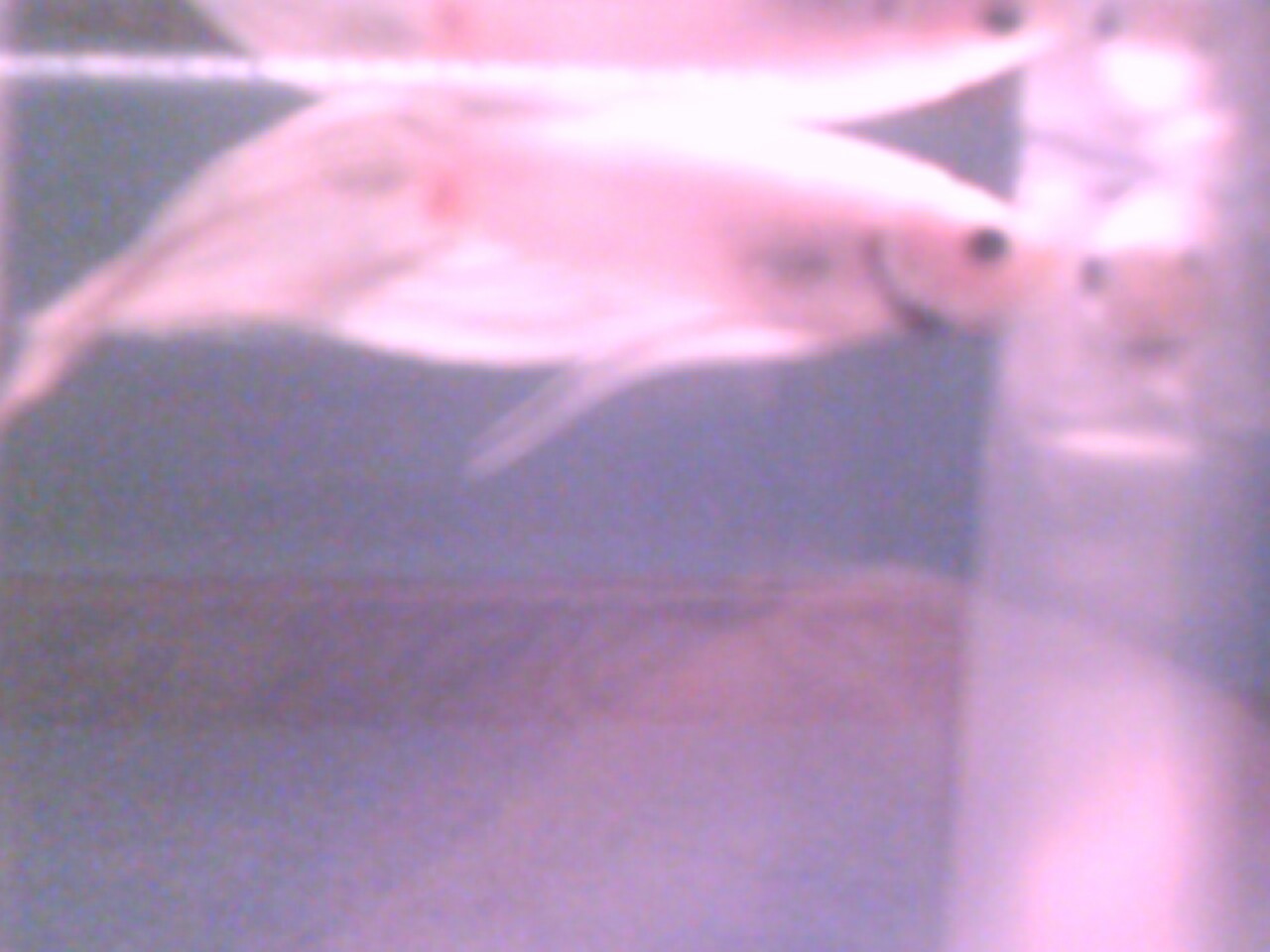 Hello! My name is Obi-Wan Kenobi