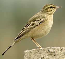 Anthus campestris