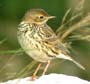 Anthus campestris �jviana