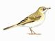 Anthus campestris - adulto �B irdGuides