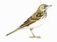 Anthus campestris - juvenil � BirdGuides