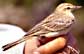 Anthus campestris