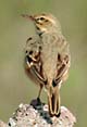 Anthus campestris � Herv� MICHAEL