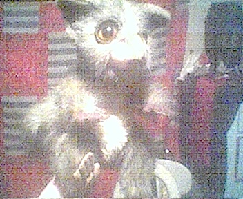 PeeWad