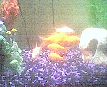 It's feeding time... do they see us?