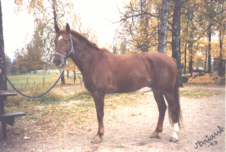 zannado