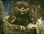 A Cute baby Ewok!