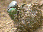 The Dung Beetle