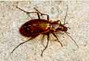 il carabus olimpiae sella