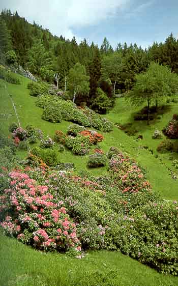 la valle dei rododendri