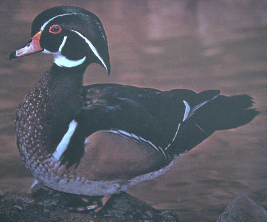 Wood Duck