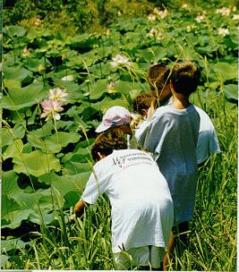 LOTUS BLOSSOMS