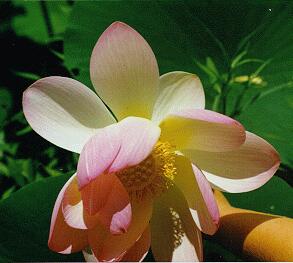 LOTUS BLOSSOM
