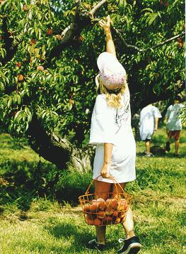 PEACH PICKIN!