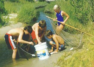 SEINE NETTING
