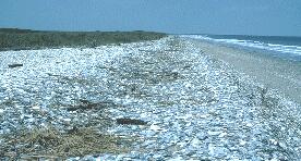 EASTERN SHORE