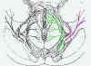 Java_Nerves_xxadrian_20020609_013137_rev_B.jpg (36118 bytes)