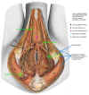 MalePudendalNerve_Adrea_high_res_xxadrian_20020509_122347_rev_A.jpg (139908 bytes)
